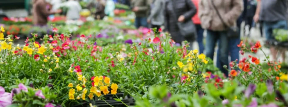 Bunte Blumen liegen in der Innenstadt aus, im Hintergrund Passanten