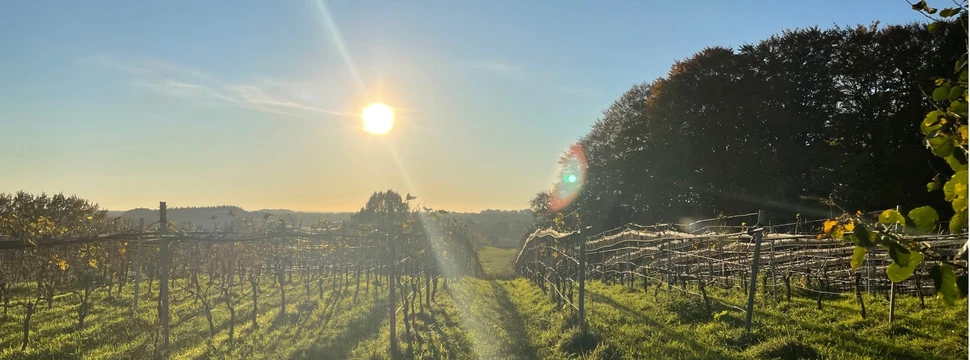 Weinberg auf dem Gut Deutsch-Nienhof, © Gut Deutsch-Nienhof