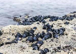 Miesmuscheln auf einer Sandbank, die bei Ebbe kurzzeitig ohne Wasser sind
