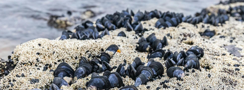 Miesmuscheln auf einer Sandbank, die bei Ebbe kurzzeitig ohne Wasser sind