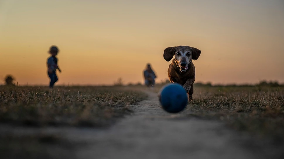 Spielender Dackel im Abendlicht auf einer Wiese. Dackel läuft bei Sonnenuntergang über Feld einem blauen Ball hinterher.