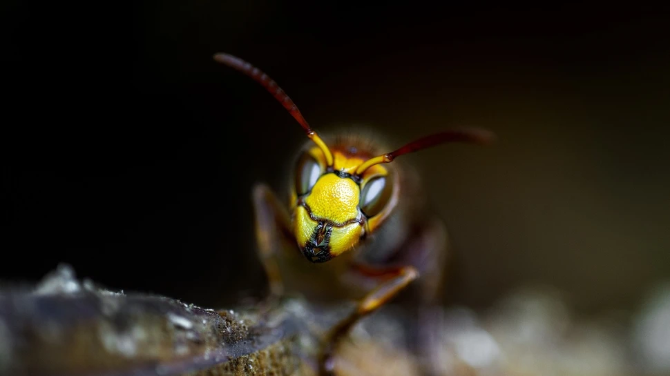 Nahaufnahme einer Wespe mit gelben Augen und Fühlern vor unscharfem dunklen Hintergrund