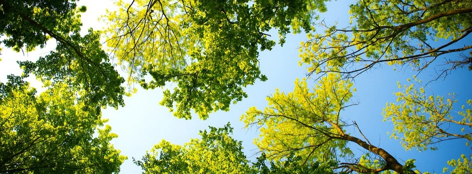 Bäume von unten fotografiert