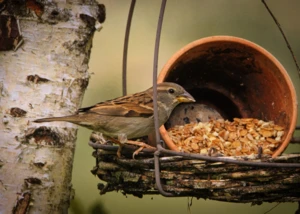 Spatz an einem Futterplatz Spatz an einem Futterplatz, © Carola68/pixabay.com