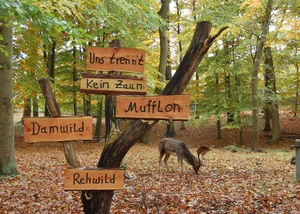 Im Tiergehege Tannenberg trennt kein Zaun die Wildtiere Schilder aus Holz im Tiergehege, im Hintergrund ein Damhirsch