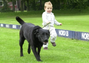 Kind spielt mit Hund im Park. Junge rennt mit einem Stock hinter einem schwarzen Labrador auf einer grünen Wiese her.