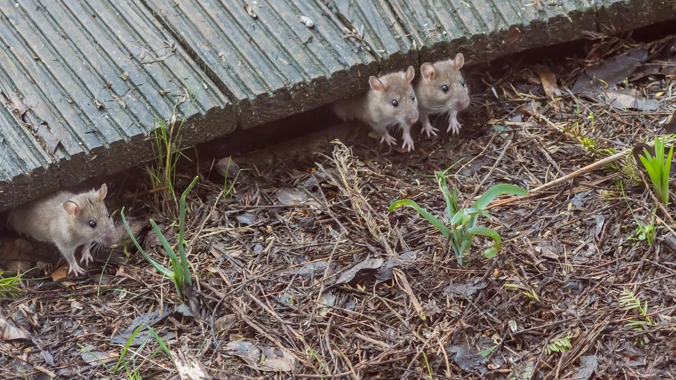 Drei Ratten unter einem Holzzaun auf natürlichem Boden mit Laub und grünen Pflanzen.