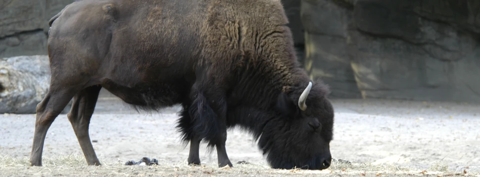 Ein Bison grast ruhig im Gehege. Ein Bison mit dichtem braunen Fell frisst Gras in einem Gehege.