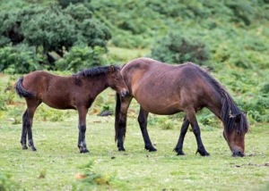 Pferde Pferde, © Michael Rittmeier / www.pixelio.de