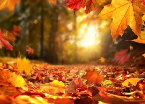 Goldener Herbst im Park mit fallenden Blättern. Herbstlaub fällt im Sonnenlicht im Park und bedeckt den Boden in warmen Gelb- und Rottönen.