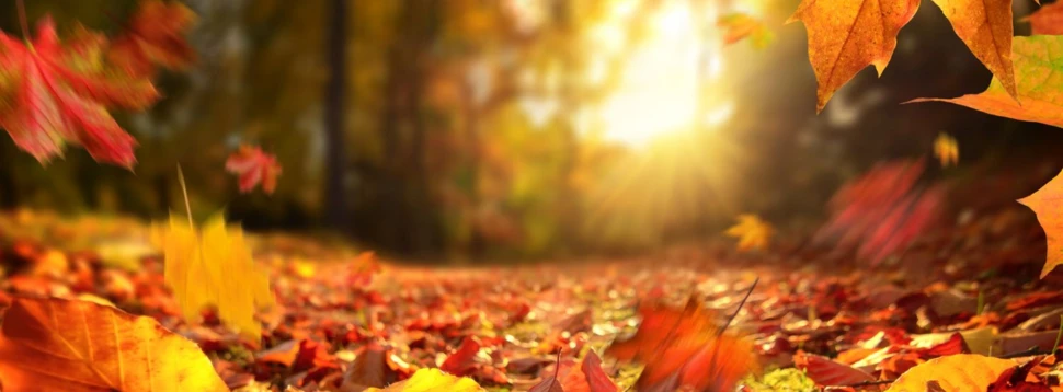 Goldener Herbst im Park mit fallenden Blättern. Herbstlaub fällt im Sonnenlicht im Park und bedeckt den Boden in warmen Gelb- und Rottönen.