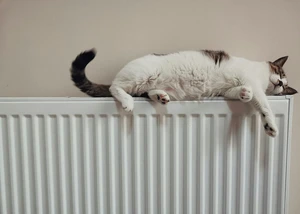 Eine weiße Katze liegend auf einer Heizung, die die abgegebene Wärme genießt