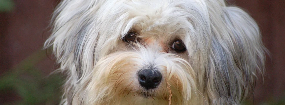 Neugieriger kleiner Hund mit wuscheligem Fell. Kleiner zotteliger Hund mit hellem Fell schaut neugierig in die Kamera.