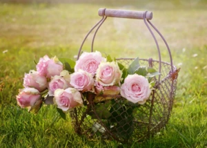 Korb mit Rosen Korb mit Rosen, © Rebecka D / pixabay.com