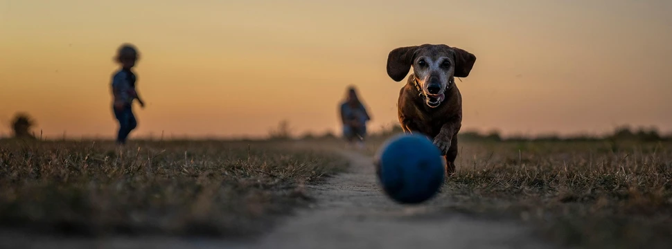 Ein Hund verfolgt seinen Ball bei goldenem Abendlicht auf einem Feldweg. Schwarzer Hund läuft bei Sonnenuntergang einem blauen Ball auf einem Feldweg hinterher, Menschen im Hintergrund.