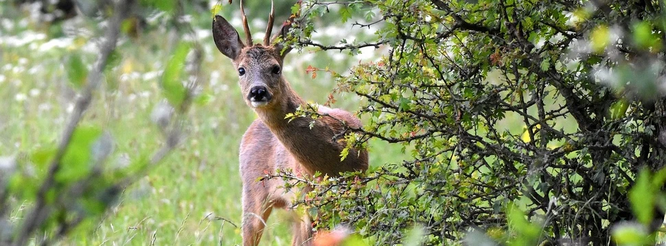 Reh lugt auf einer Wiese hinter einem in der Blüte stehenden Strauch hervor