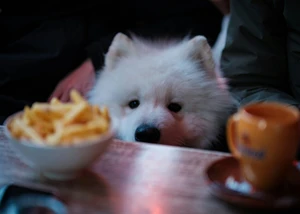 Hund beobachtet Pommes auf einem Café-Tisch. Weißer Hund schaut neugierig auf eine Schale Pommes auf einem Café-Tisch.