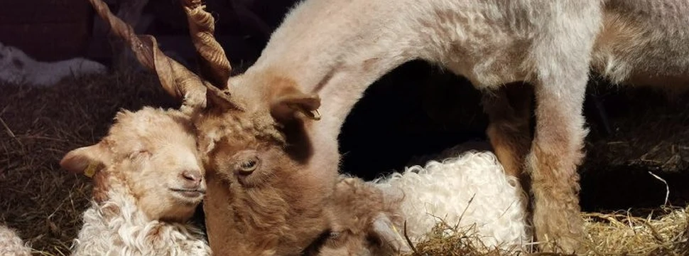 Zackelschaf mit liegendem Lamm im Stroh