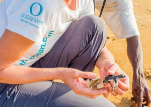 Ein von Oceanwell unterstütztes Projekt zum Schutz von Meeresschildkröten Meeresschildkrötenbabies in den Händen von einer Frau