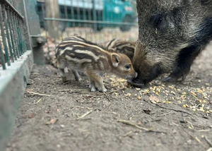 Die neugeborenen Frischlinge erkunden abenteuerlustig das Gehege Tannenberg Frischling mit Wildschweinmutter, auf dem Boden Getreide