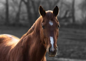 Pferd Pferd, © MoHo-Art.de / www.pixelio.de