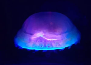 Qualle in der Tiefsee, © Zoologisches Museum Kiel