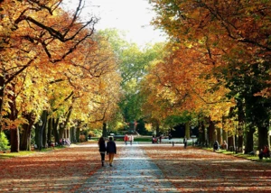 Herbstspaziergang im Park Mehrere Menschen, die in einem Park im Herbst spazieren gehen und dort zwischen Bäumen sind,deren Blätter sich langsam braun färben