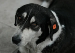 Ein Hund mit angebrachter Marke am Halsband, der auf dem Fußboden liegt und in die Kamera schaut