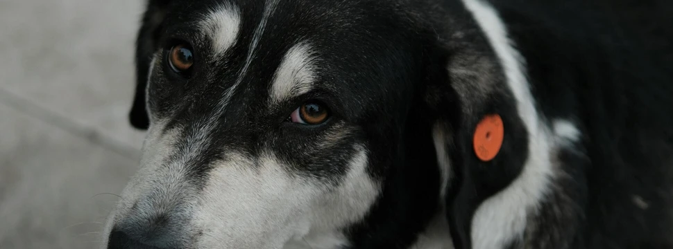 Ein Hund mit angebrachter Marke am Halsband, der auf dem Fußboden liegt und in die Kamera schaut