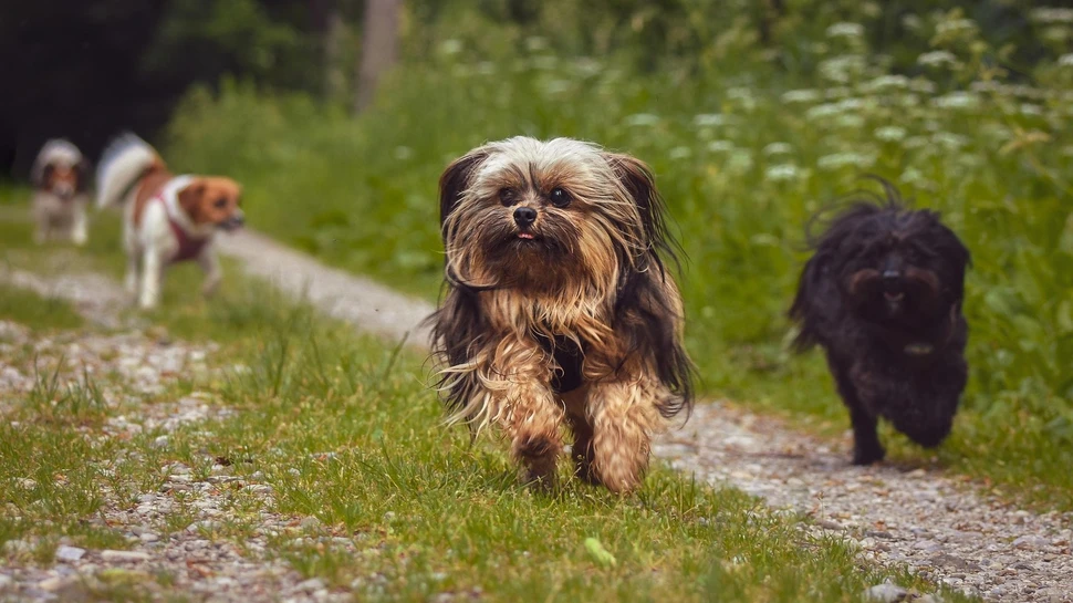 Fröhliche Hunde auf Entdeckungstour am Waldrand. Kleine Hunde rennen fröhlich auf einem Waldweg durch grünes Gras.