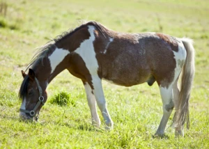 Pferd Pferd, © Harald Schottner / www.pixelio.de