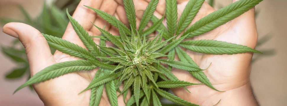 Marihuana Blüte auf zwei Händen