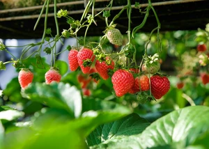 Erdbeeren am Strauch