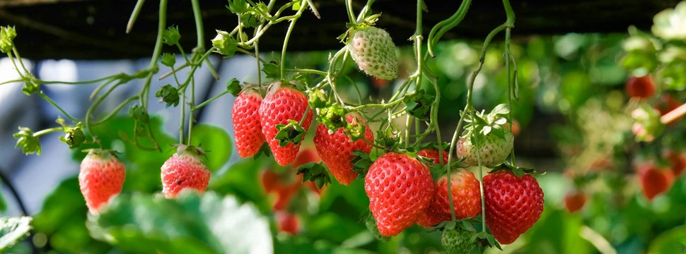 Erdbeeren am Strauch