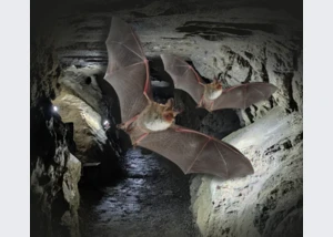 Führung durch die Kalkberghöhle