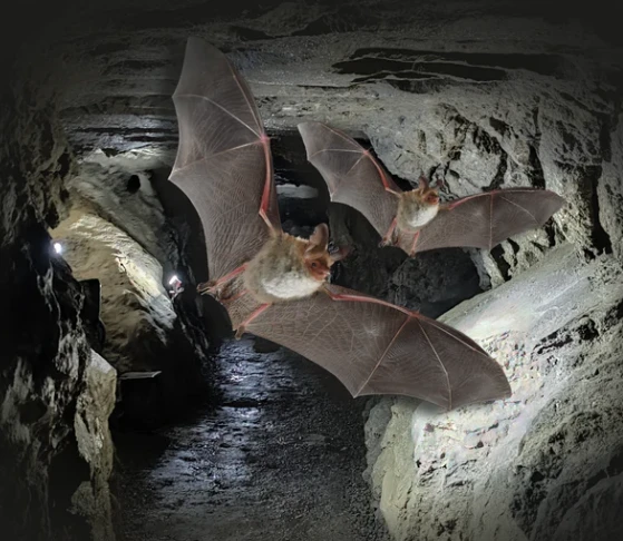 Führung durch die Kalkberghöhle