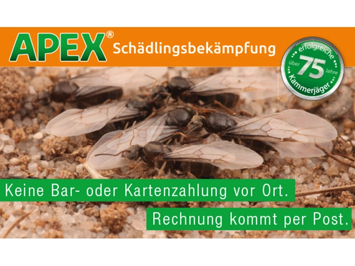 Galerie-Bild 2: . von APEX GmbH Schädlingsbekämpfung 