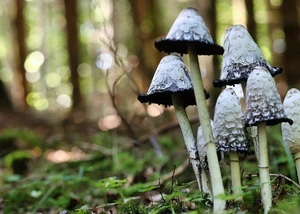 Tintlinge Pilze im Wald
