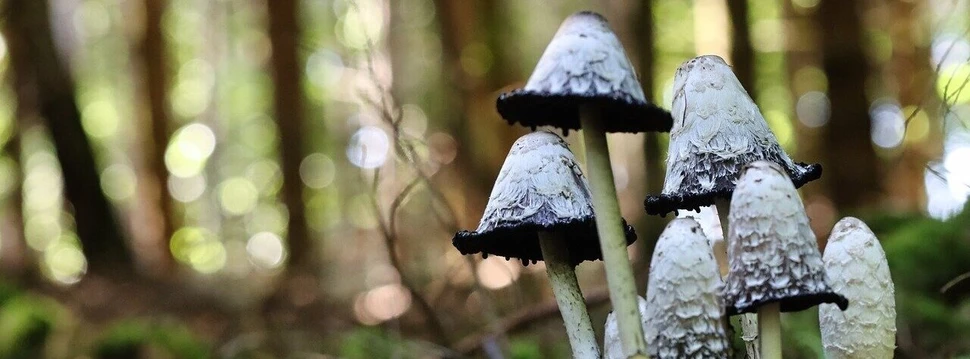 Tintlinge Pilze im Wald