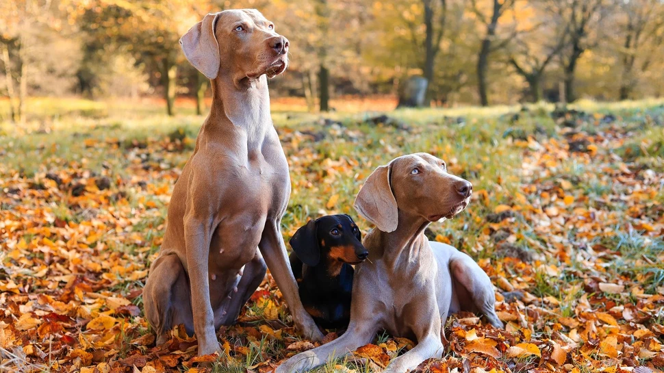Hunde im bunten Herbstlaub beim Spaziergang im Park. Zwei Weimaraner und ein Dackel sitzen im herbstlichen Park zwischen orangefarbenem Laub.