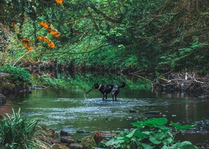 Ein Hund mit einem Stock in seinem Mund, der in einem See steht und die Natur genießt