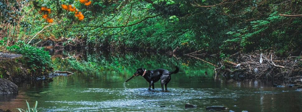 Ein Hund mit einem Stock in seinem Mund, der in einem See steht und die Natur genießt