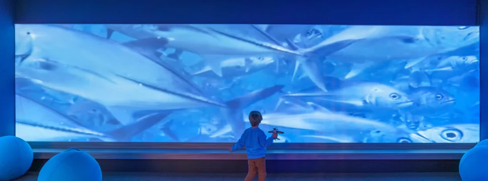 Ein Kind in einem blauen Oberteil vor einem Bildschirm, auf dem Fisch zu sehen sind