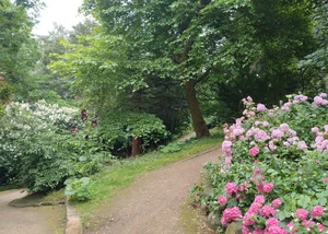 Blumen und Bäume in einem Park in Kiel