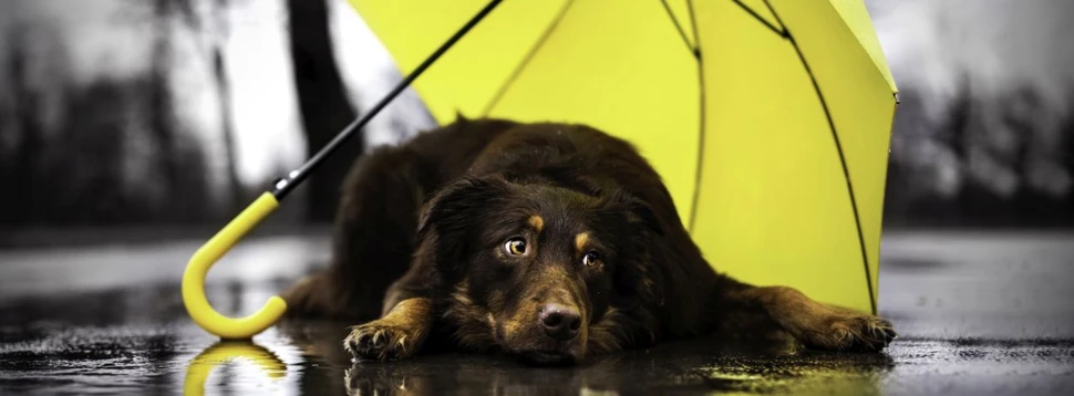 Hund sucht Schutz unter einem gelben Regenschirm im Regen. Hund liegt unter gelbem Regenschirm auf nasser Straße.