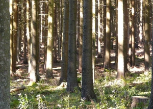 Bäume binden CO2 aus der Atmosphäre Dichte Tannenstämme im Sonnenlicht