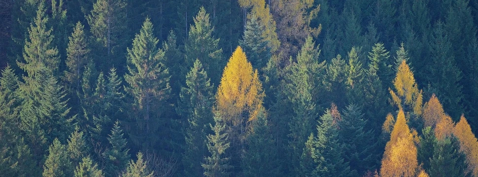 Dichte Waldlandschaft mit gelben und grünen Baumkronen im herbstlichen Licht.