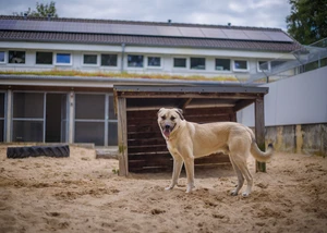 Der charmante Kangalmix Falk sucht ein Zuhause, am besten mit Garten Der charmante Kangalmix Falk sucht ein Zuhause, am besten mit Garten, © Tierheim Uhlenkrog