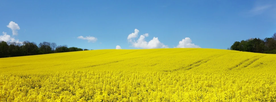 Rapsfelder, © blickpixel / Pixabay