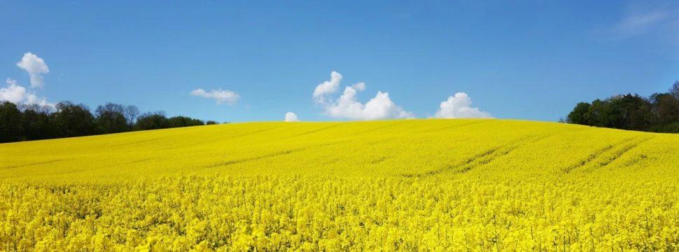 Rapsfelder, © blickpixel / Pixabay